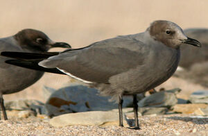 Grey Gull