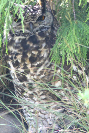 Cape Eagle-Owl