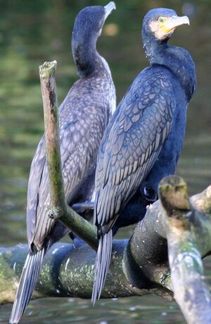 Grand Cormoran