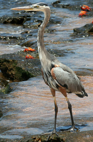 Great Blue Heron 
&copy; Fr�d�ric Leviez