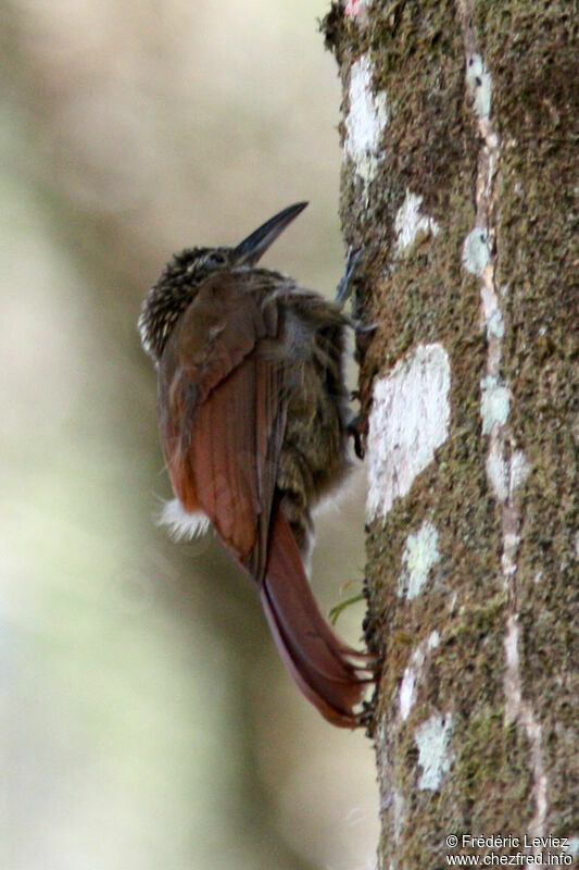 Long-tailed Woodcreeperadult, identification