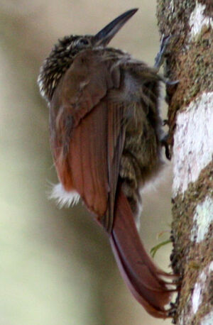 Long-tailed Woodcreeper