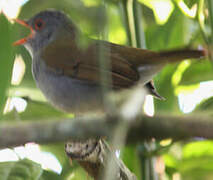 Orange-billed Nightingale-Thrush