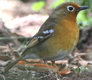 Abyssinian Ground Thrush