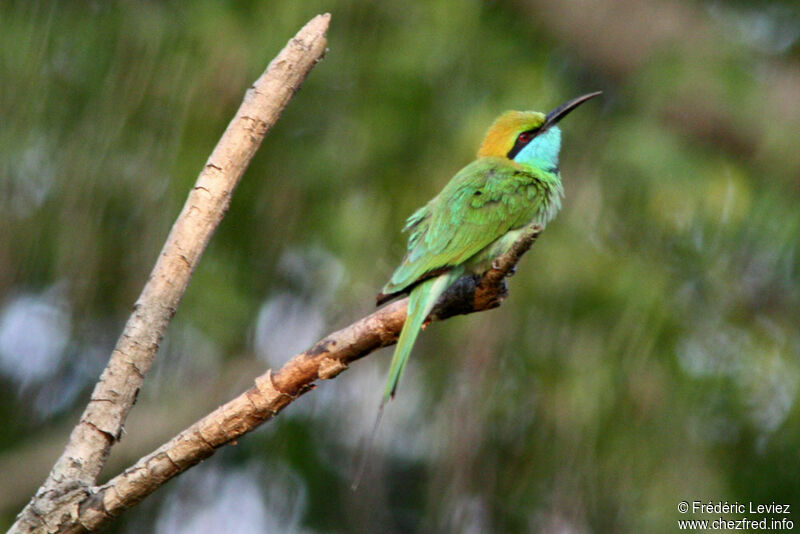 Green Bee-eater, identification