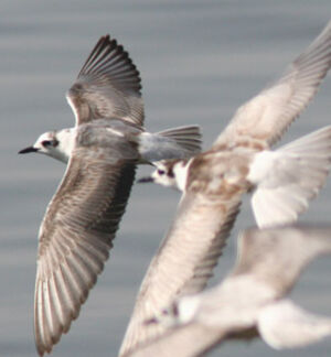 Guifette leucopt�re