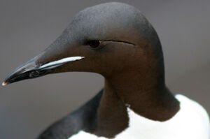 Guillemot de Br�nnich 
&copy; Fr�d�ric Leviez