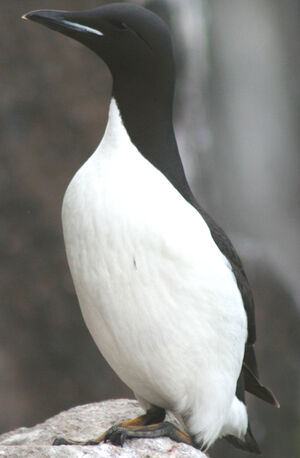 Guillemot de Br�nnich 
&copy; Fr�d�ric Leviez