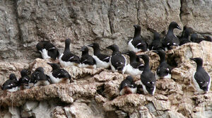 Guillemot de Br�nnich 
&copy; Fr�d�ric Leviez
