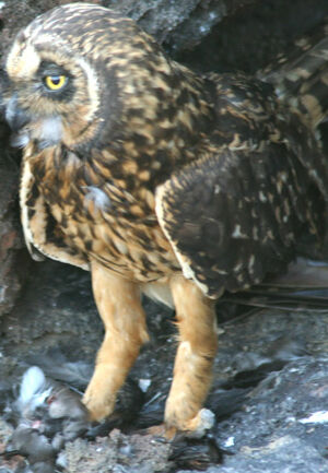 Short-eared Owl