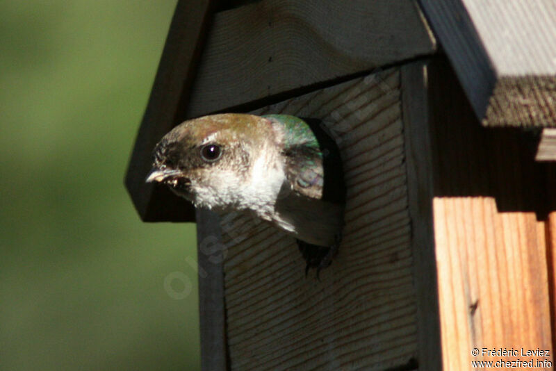 Violet-green Swallow female adult, Reproduction-nesting