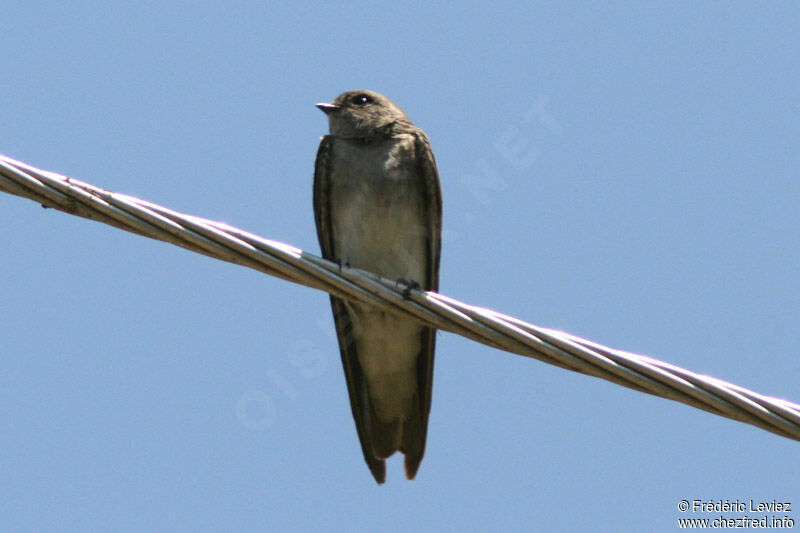 Brown-throated Martinadult