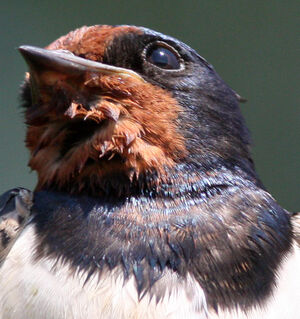 Barn Swallow 
&copy; Fr�d�ric Leviez