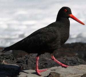 African Oystercatcher