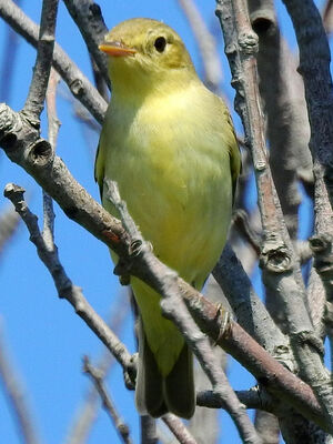 Melodious Warbler