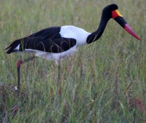 Saddle-billed Stork