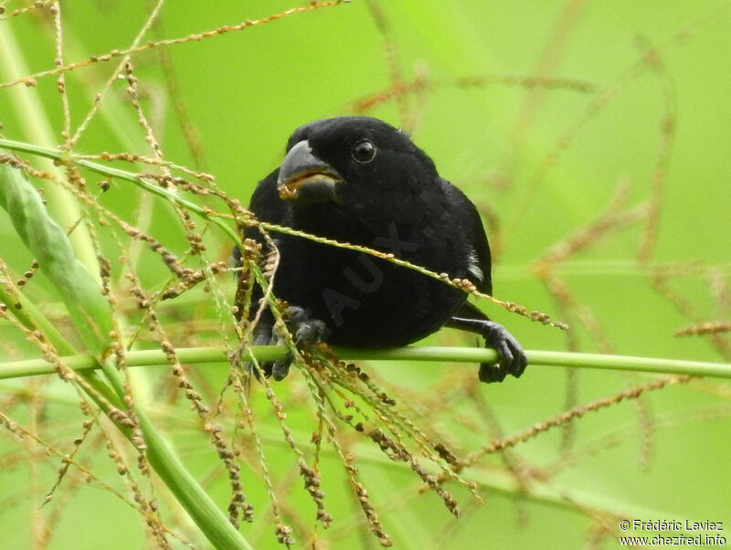 Blue-black Grassquit male adult