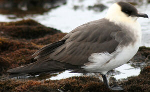Parasitic Jaeger 
&copy; Fr�d�ric Leviez
