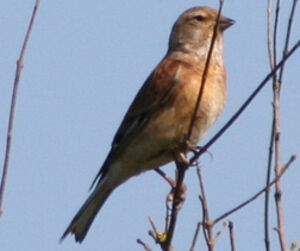 Common Linnet 
&copy; Fr�d�ric Leviez
