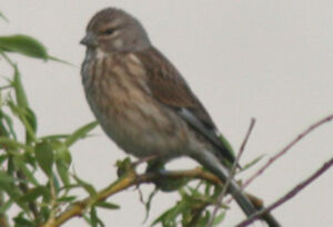 Common Linnet 
&copy; Fr�d�ric Leviez