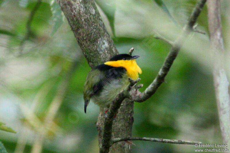 Golden-collared Manakin male adult, identification