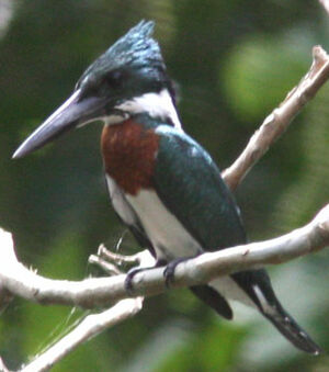 Amazon Kingfisher