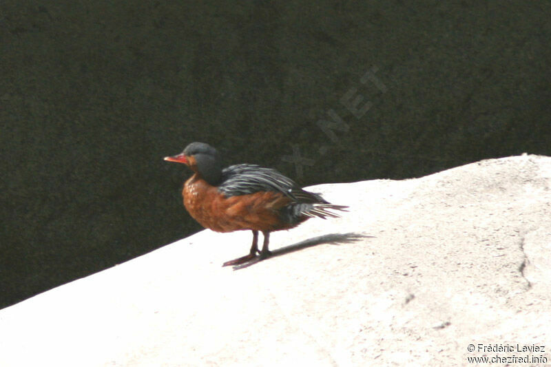 Torrent Duck female adult
