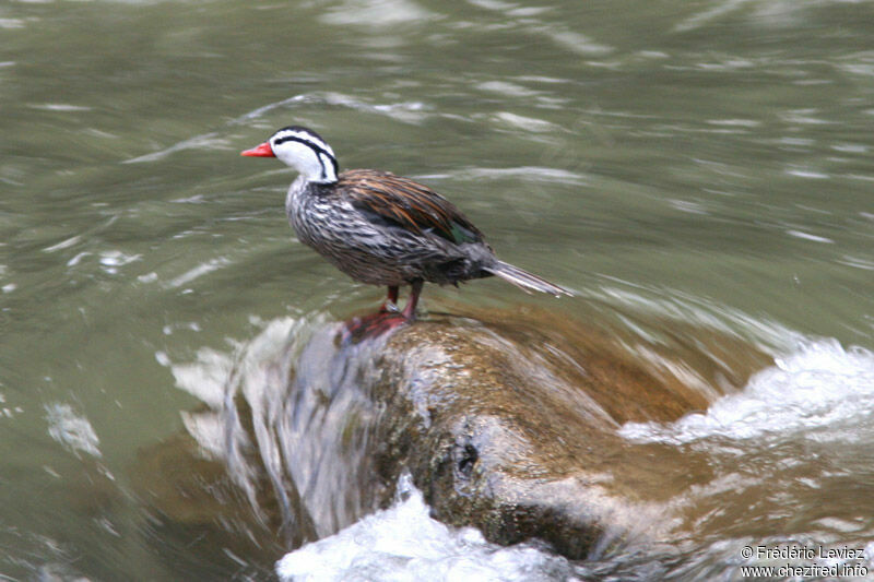 Torrent Duck male adult