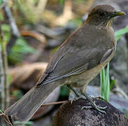 Clay-colored Thrush
