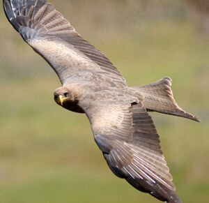 Black Kite 
&copy; Fr�d�ric Leviez