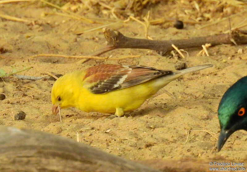 Sudan Golden Sparrow male adult transition, identification, close-up portrait, walking