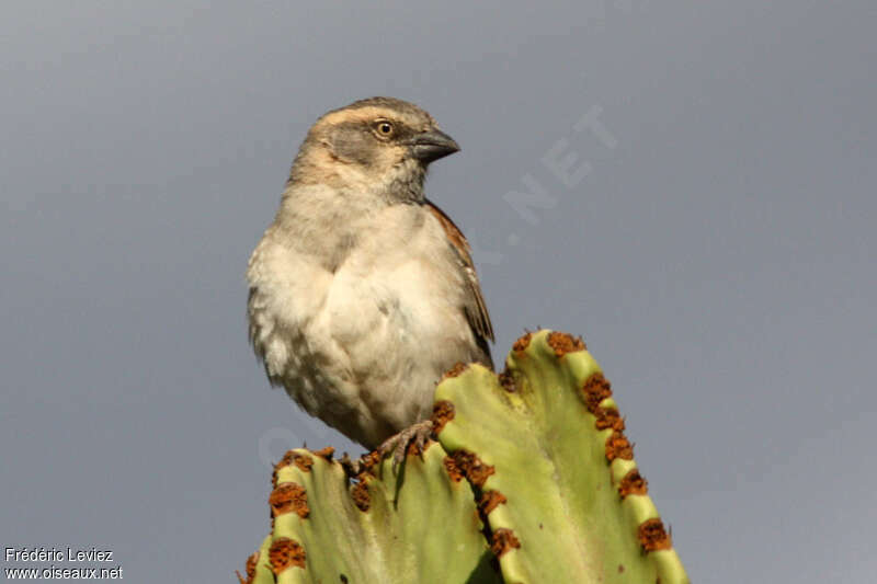 Kenya Sparrow female adult, close-up portrait