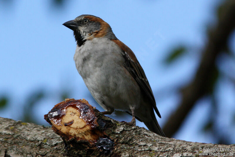 Kenya Sparrow male adult, identification
