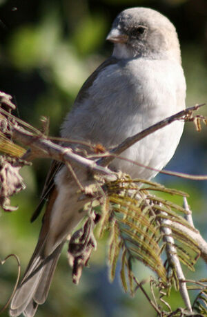 Southern Grey-headed Sparrow