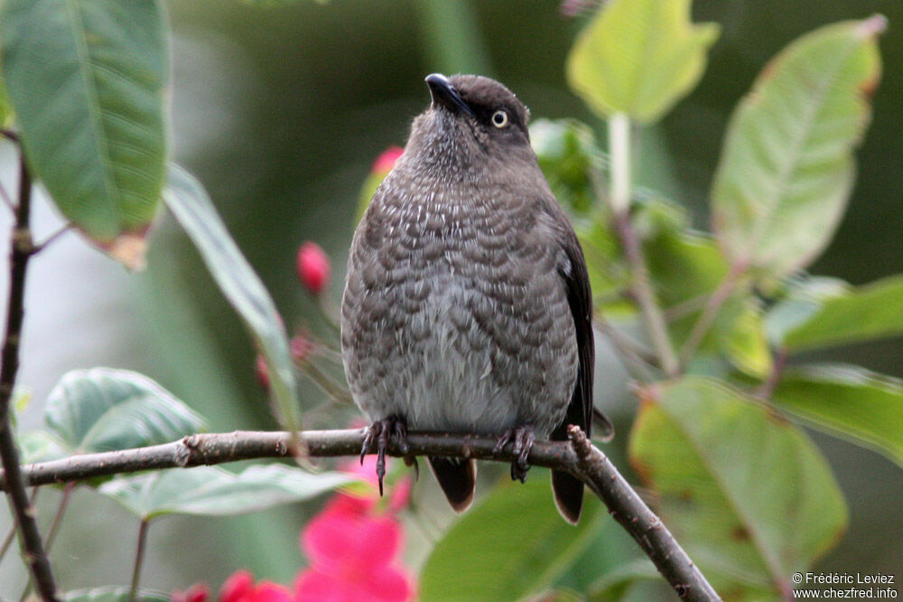 Moqueur grivotteadulte, identification