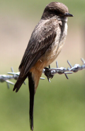 Say's Phoebe