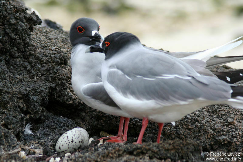 Swallow-tailed Gull adult