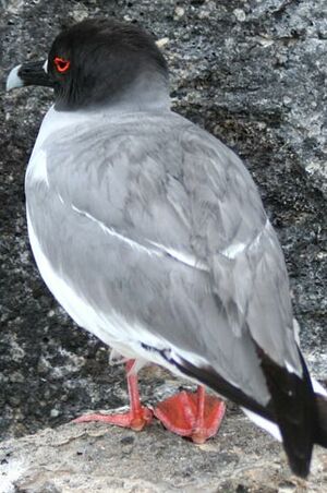 Swallow-tailed Gull