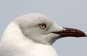 Mouette � t�te grise