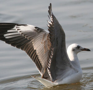 Mouette à tête grise