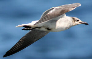 Mouette atricille 
&copy; Fr�d�ric Leviez