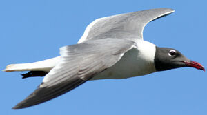 Mouette atricille 
&copy; Fr�d�ric Leviez