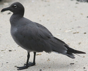 Lava Gull