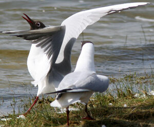 Mouette rieuse