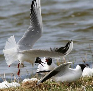 Mouette rieuse