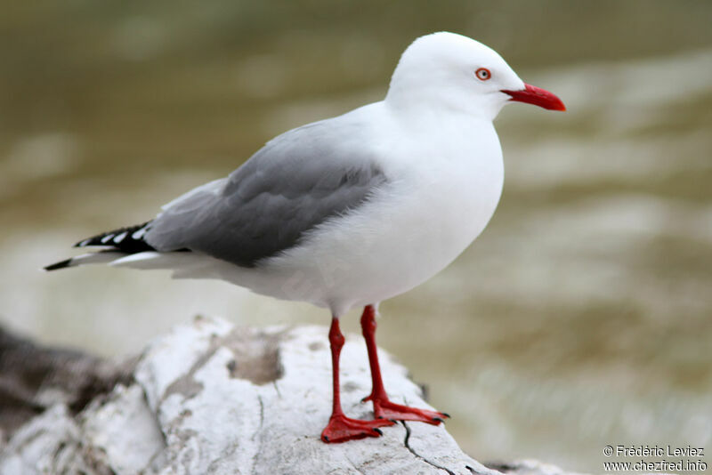 Silver Gull (scopulinus)adult breeding, identification
