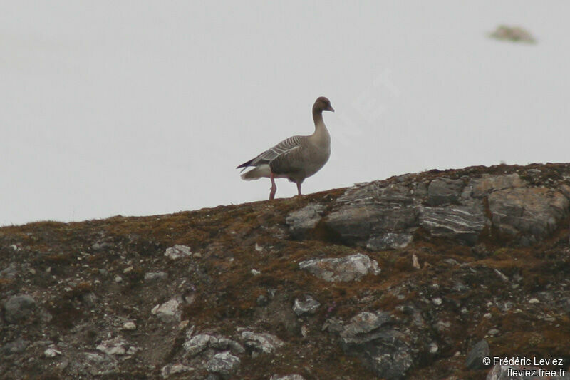 Pink-footed Gooseadult