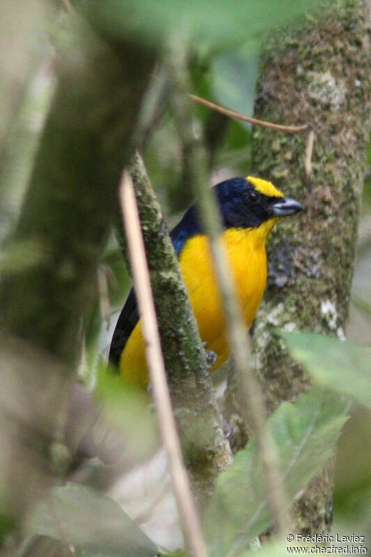 Thick-billed Euphoniaadult, identification