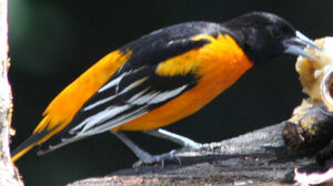 Baltimore Oriole