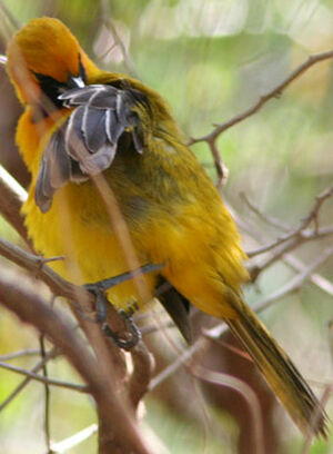 Oriole masqu�
